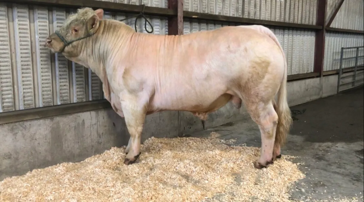 5⭐️Charolais Bull - Image 4