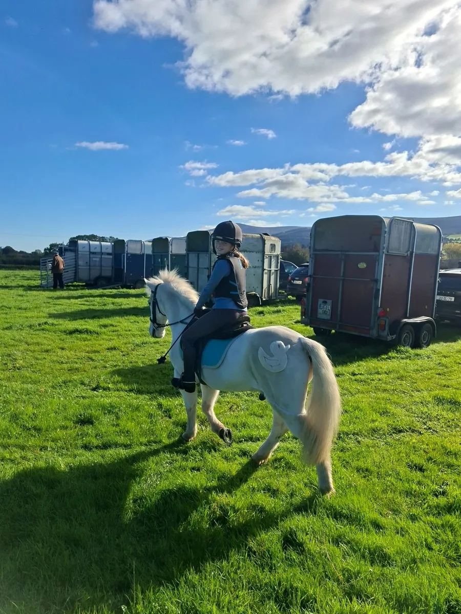 Pony - Lead rein, first time pony - Image 2