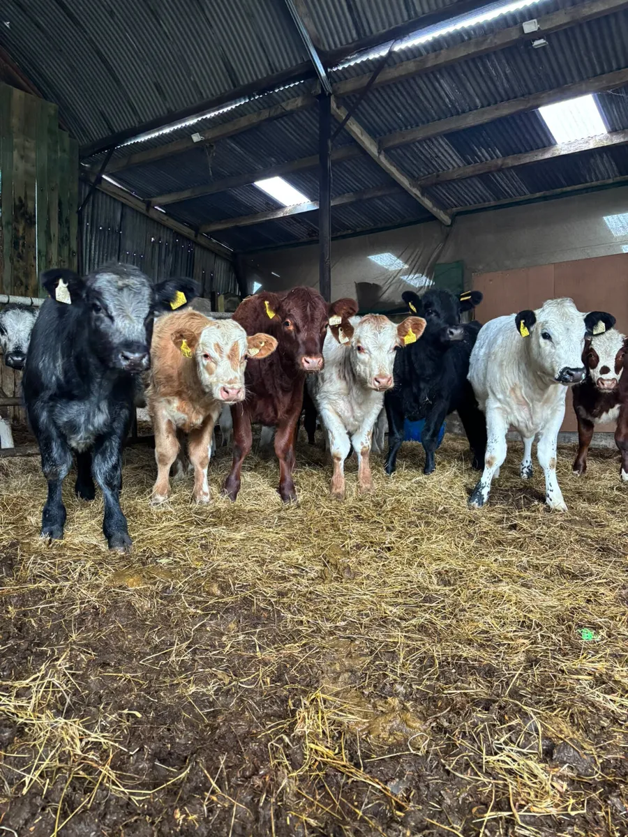Suckler bred weanlings - Image 2