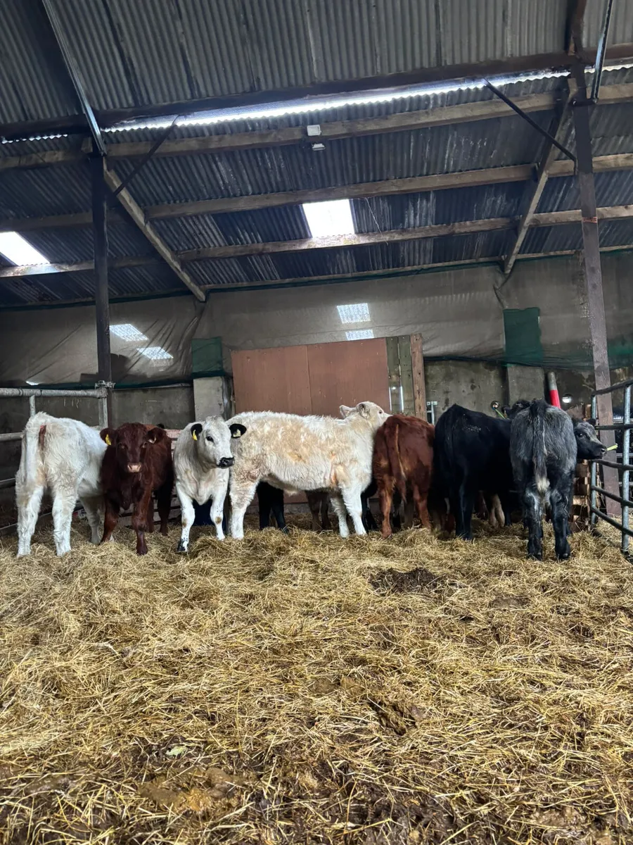 Suckler bred weanlings - Image 4
