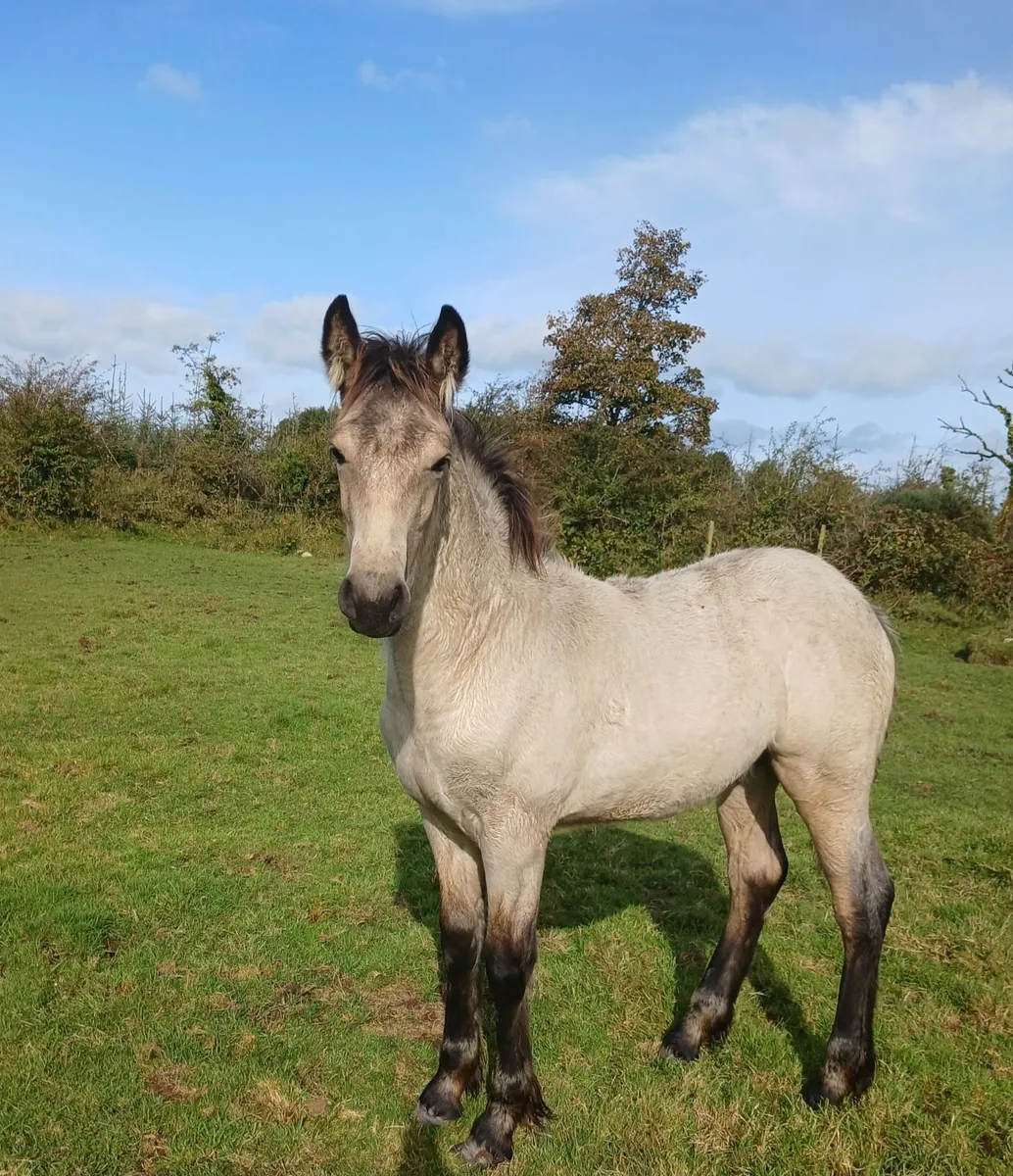 Dun Cob x colt - Image 1