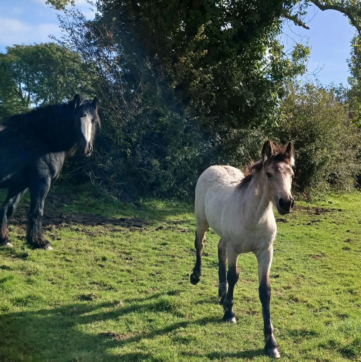 Dun Cob x colt - Image 2