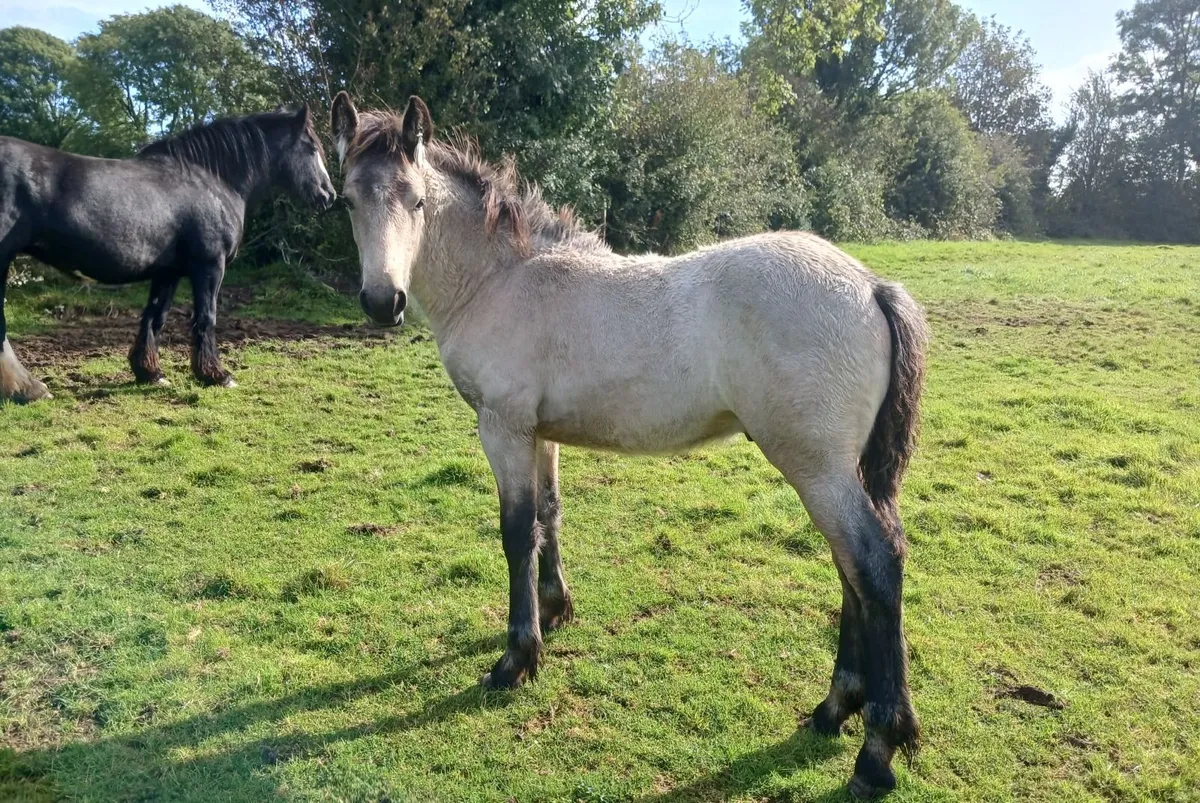 Dun Cob x colt - Image 3