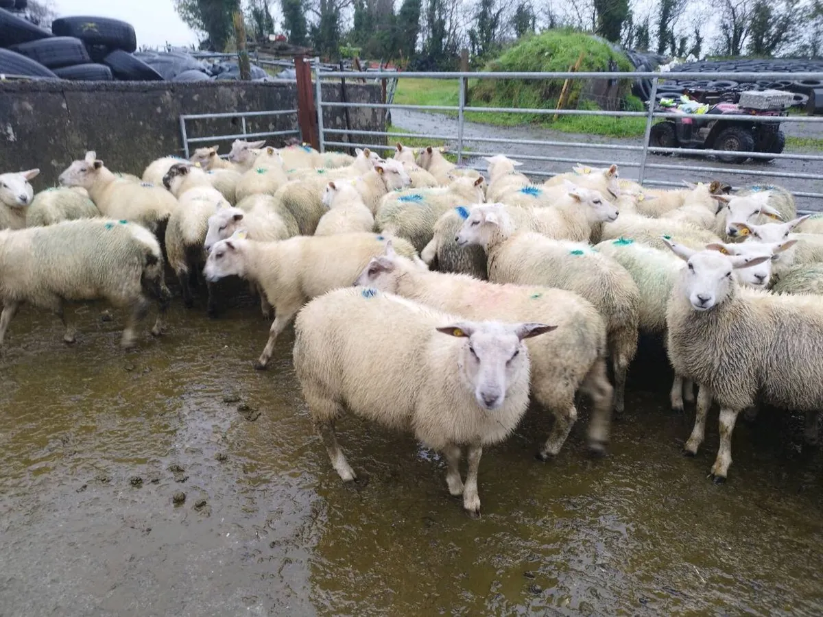 Ewe lambs - Image 2