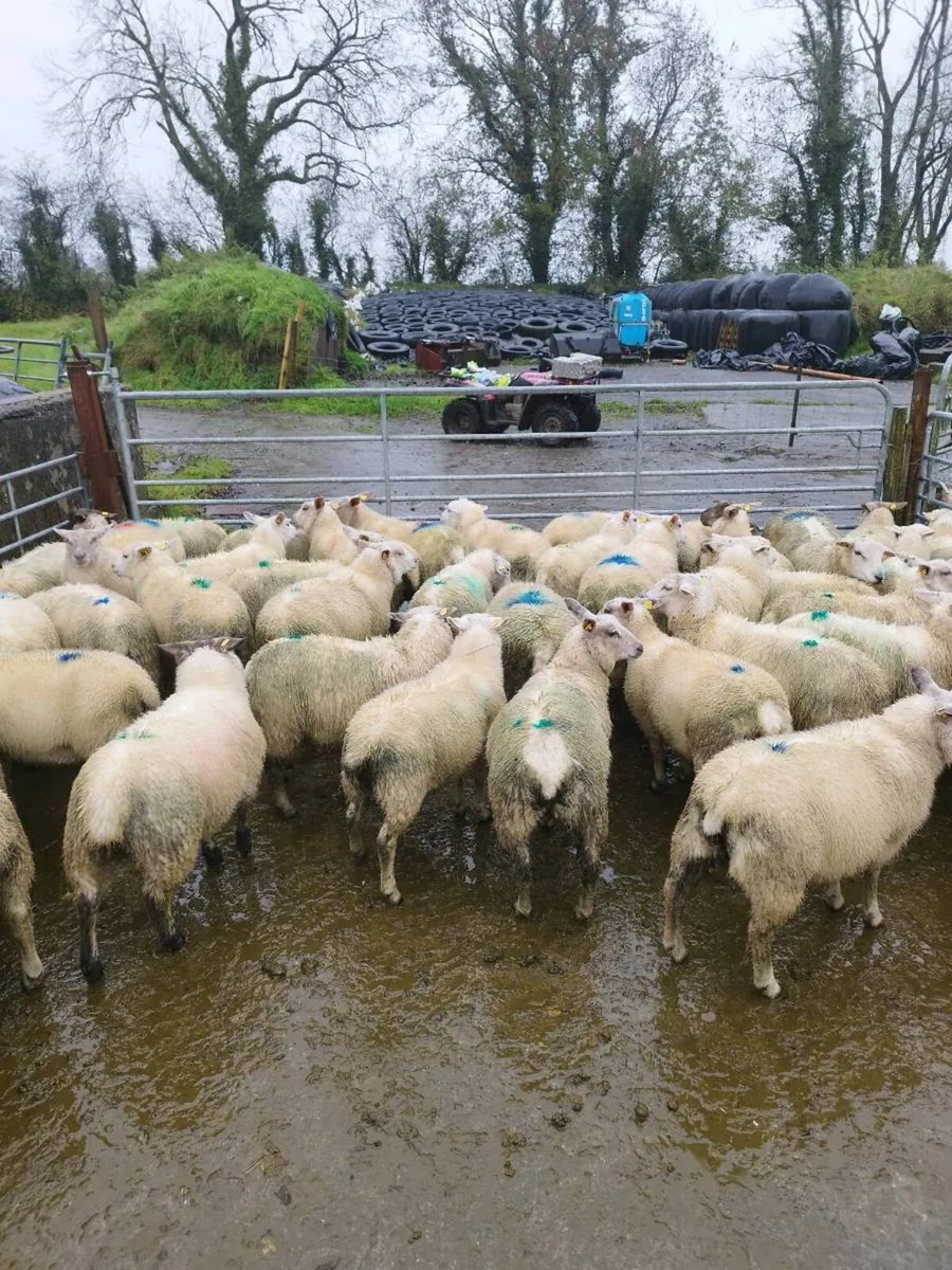 Ewe lambs - Image 3