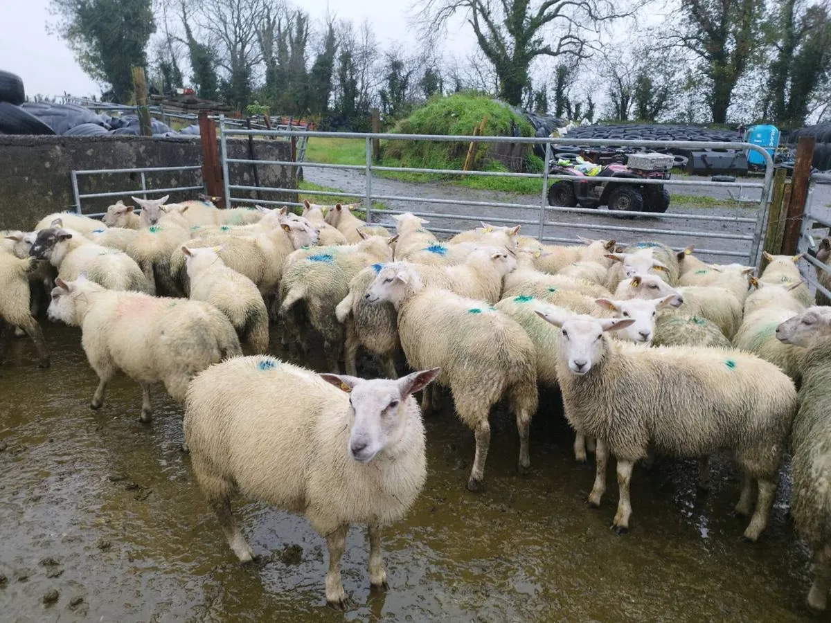 Ewe lambs - Image 1