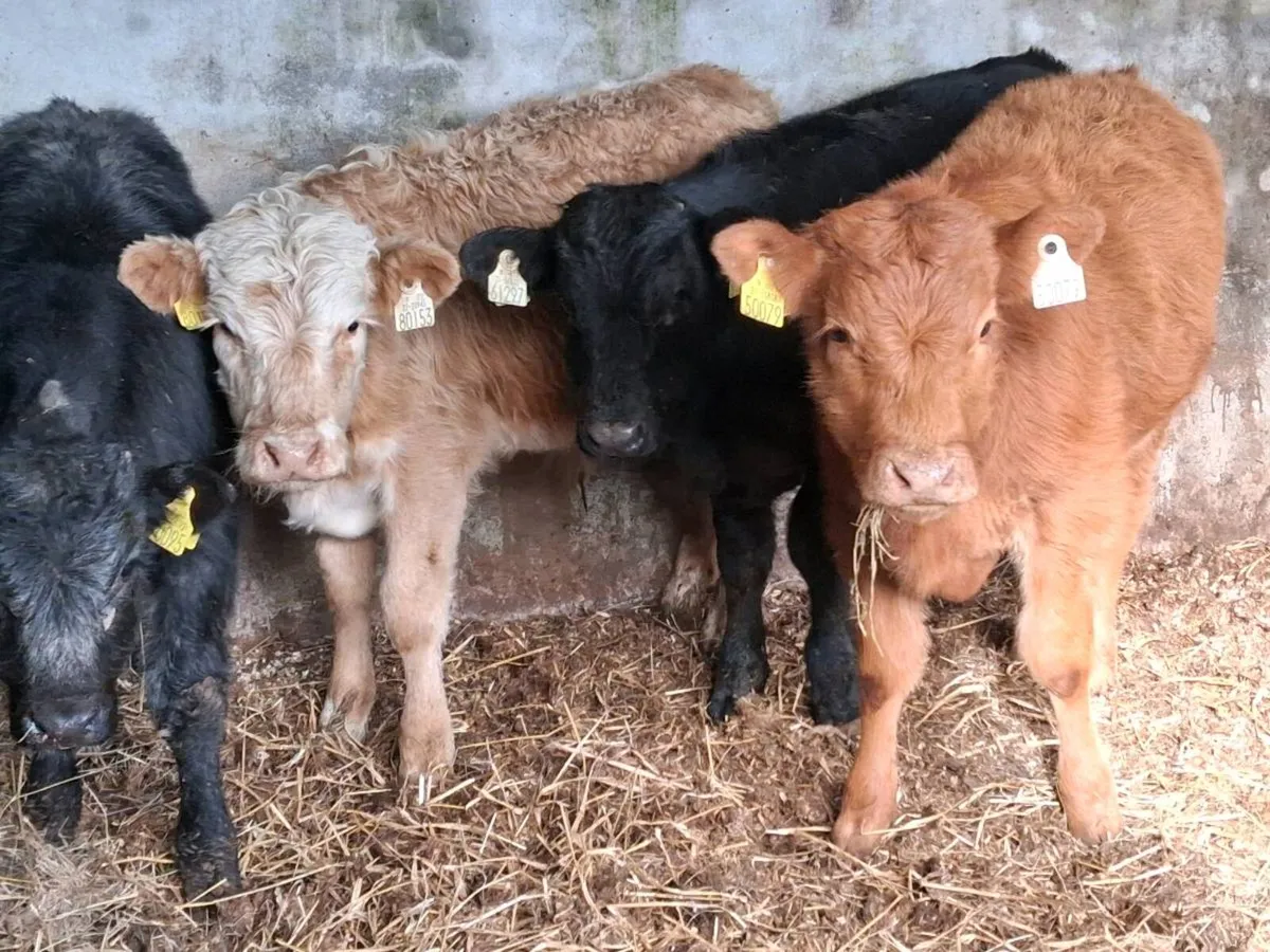 4 Quality Limousin Bull Weanlings - Image 1