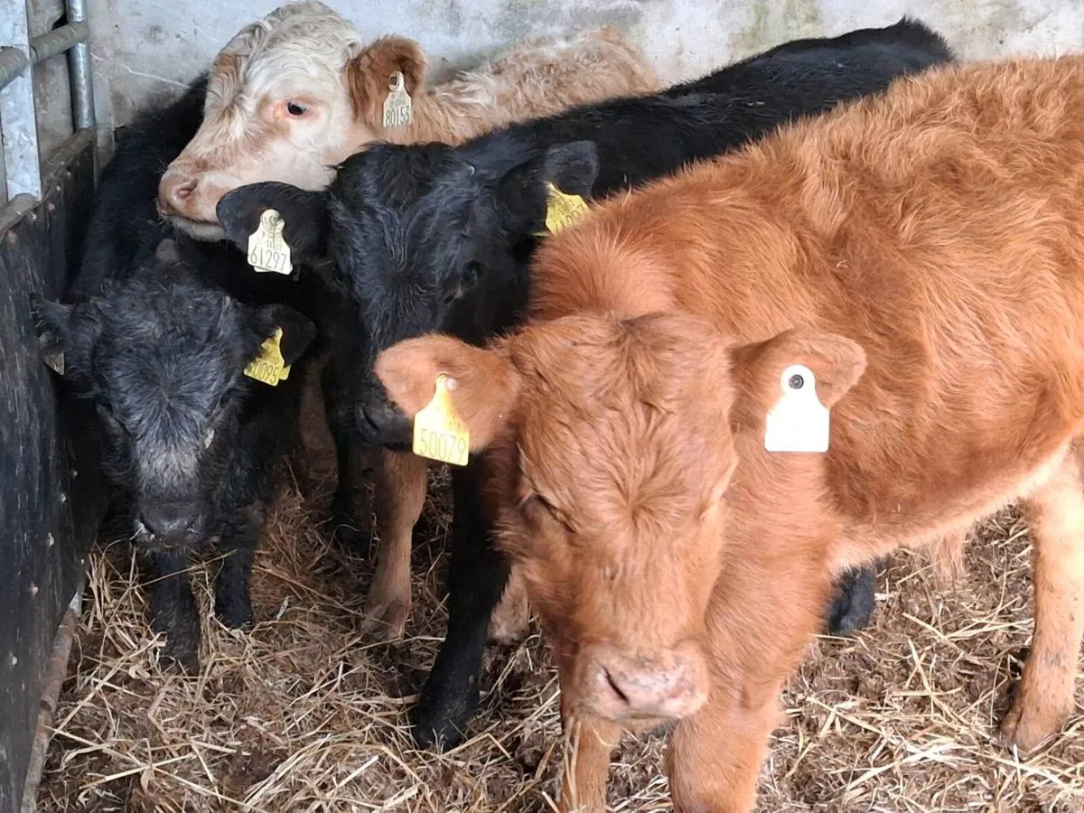 4 Quality Limousin Bull Weanlings - Image 2