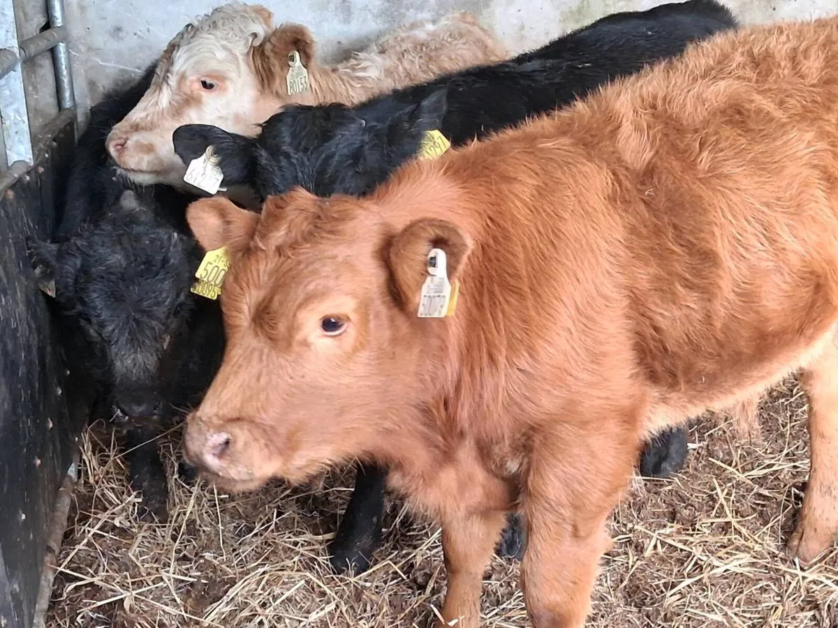 4 Quality Limousin Bull Weanlings - Image 3