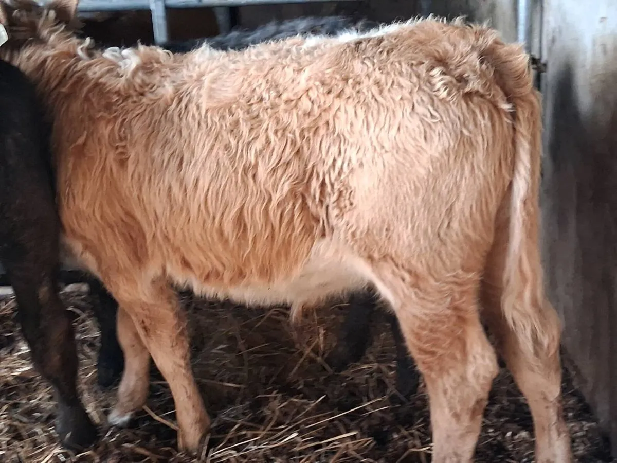 4 Quality Limousin Bull Weanlings - Image 4