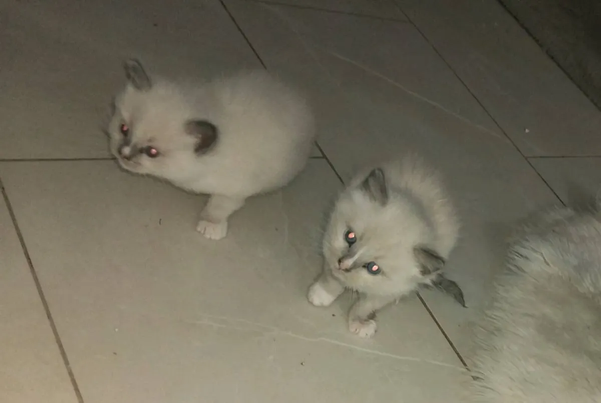 Ragdoll Kittens for sale - Image 1