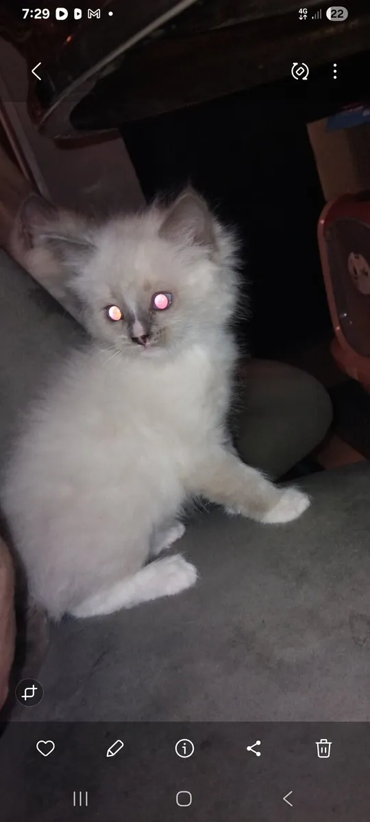 Ragdoll Kittens for sale - Image 2