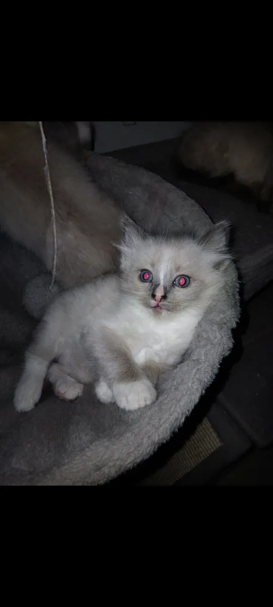 Ragdoll Kittens for sale - Image 3