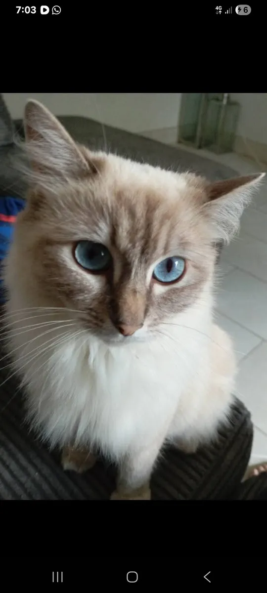 Ragdoll Kittens for sale - Image 4