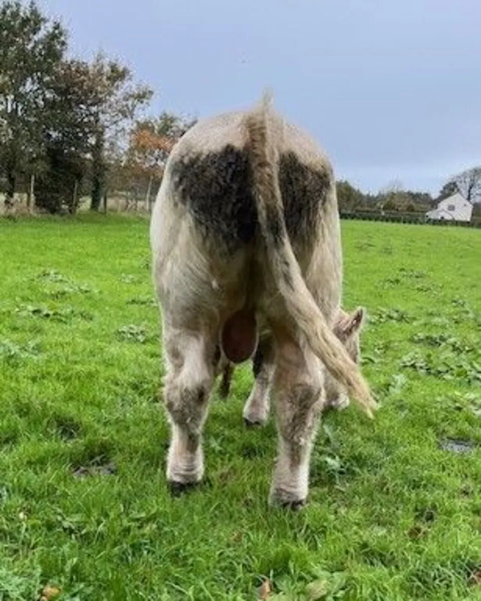Pedigree Charolais Bulls - Image 2