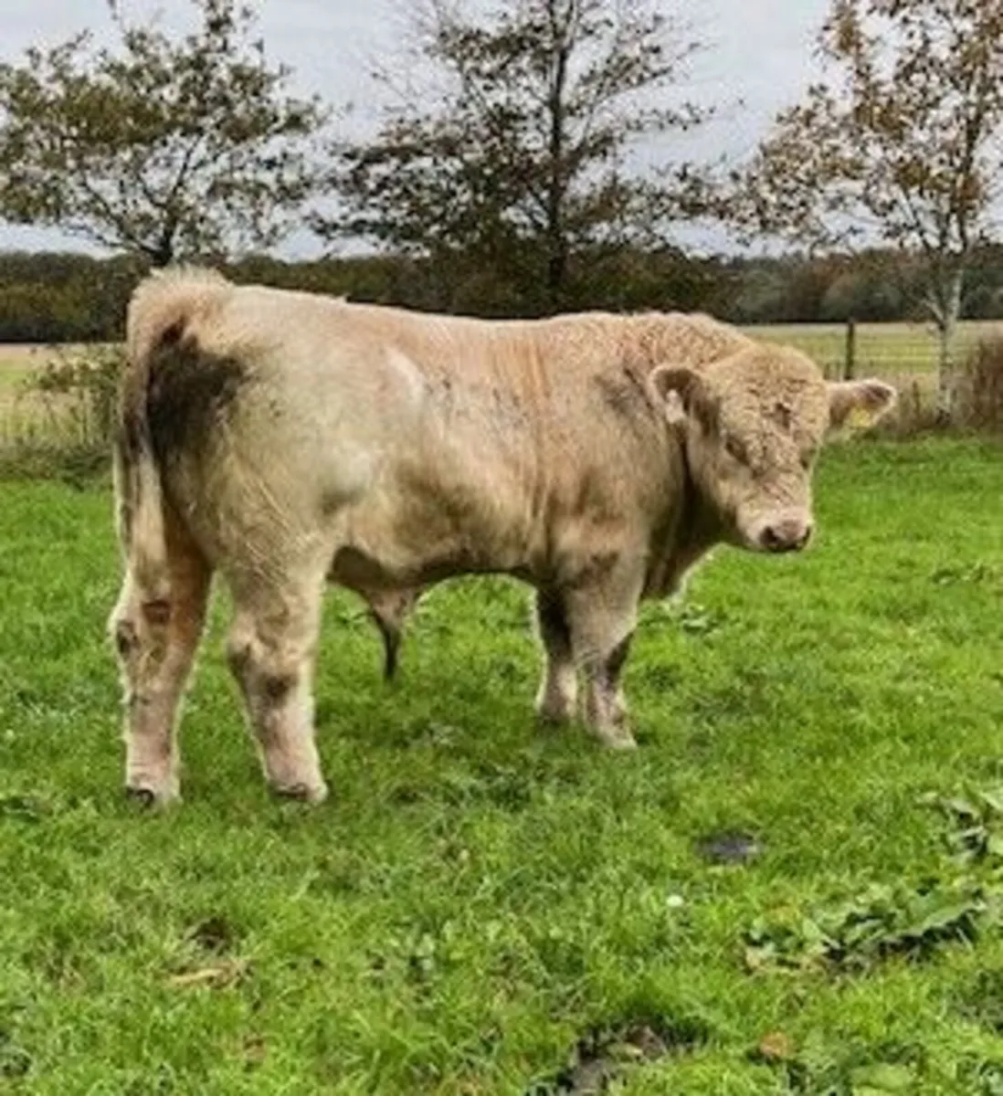 Pedigree Charolais Bulls - Image 3