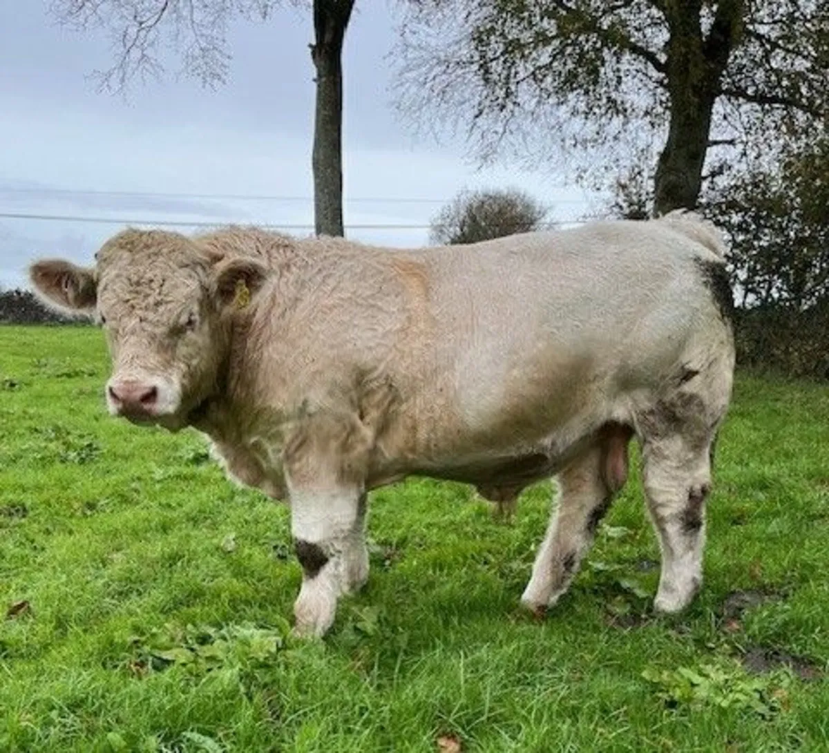 Pedigree Charolais Bulls - Image 1