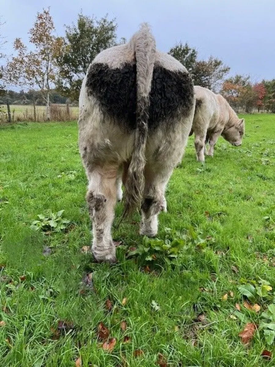 Pedigree Charolais Bulls - Image 4