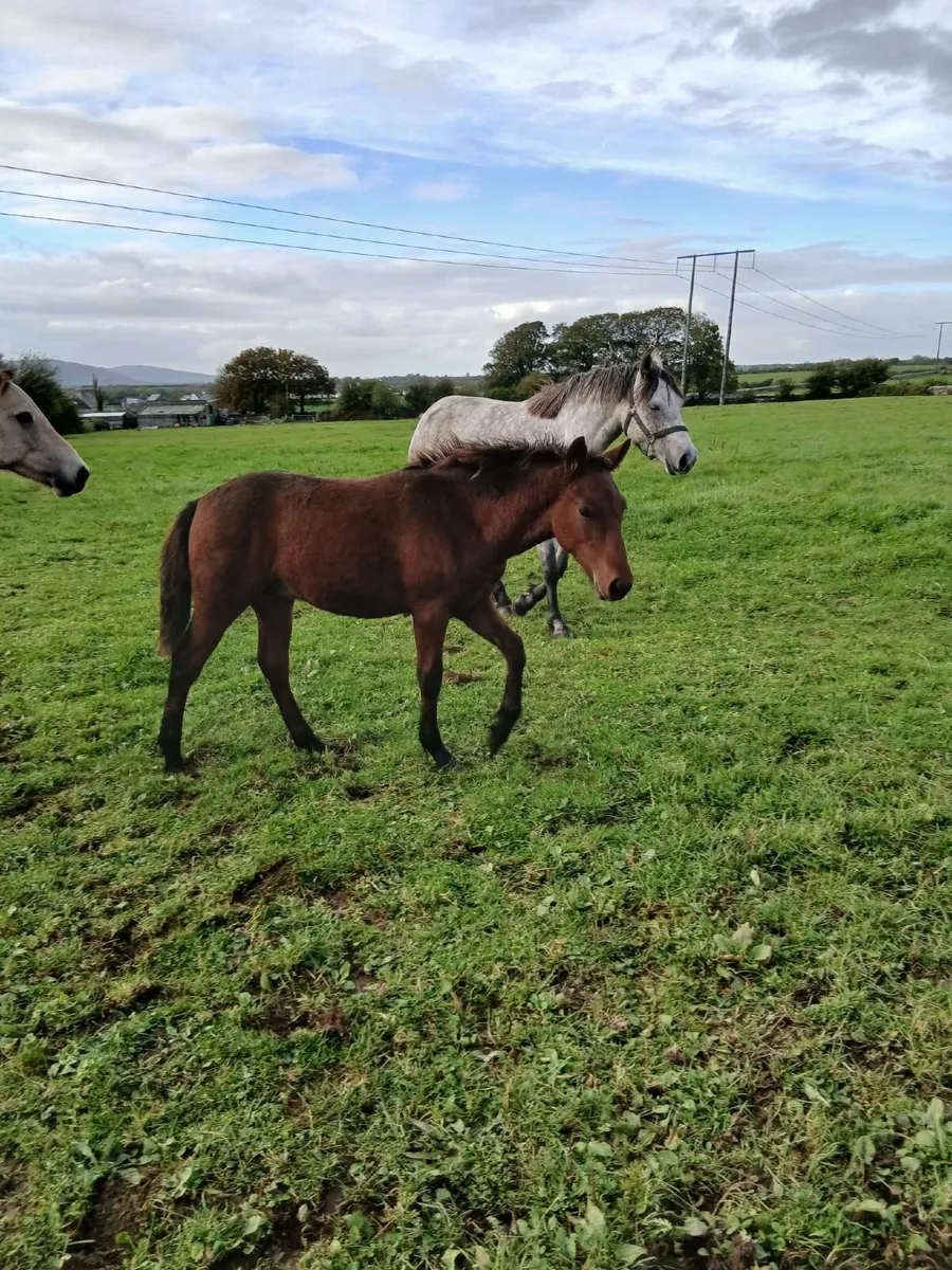 Colt Foal - Image 3