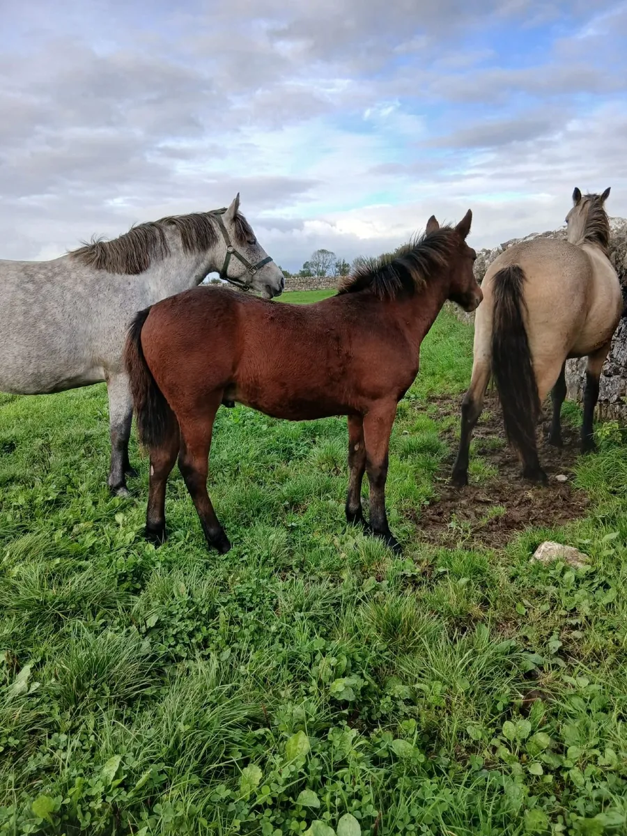 Colt Foal - Image 4
