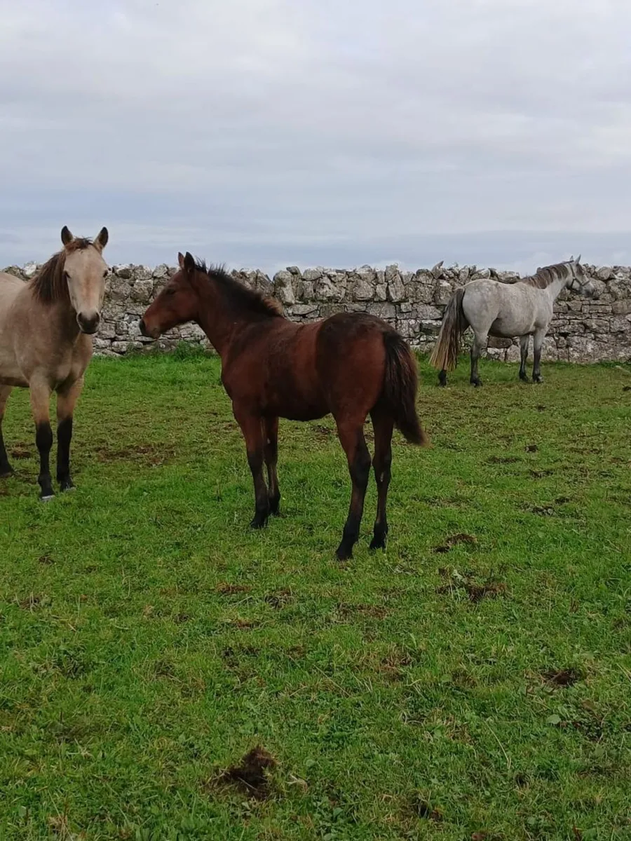 Colt Foal - Image 1