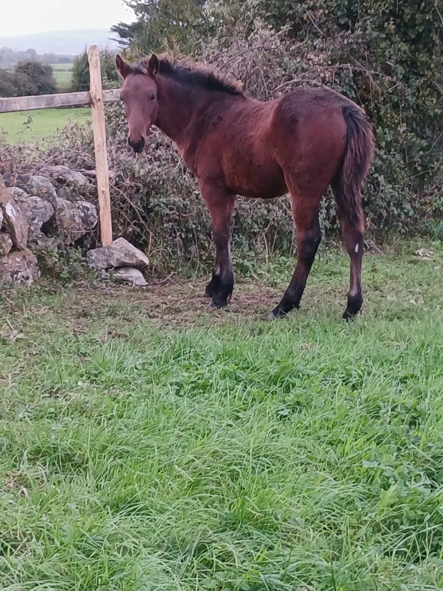 Colt Foal - Image 2
