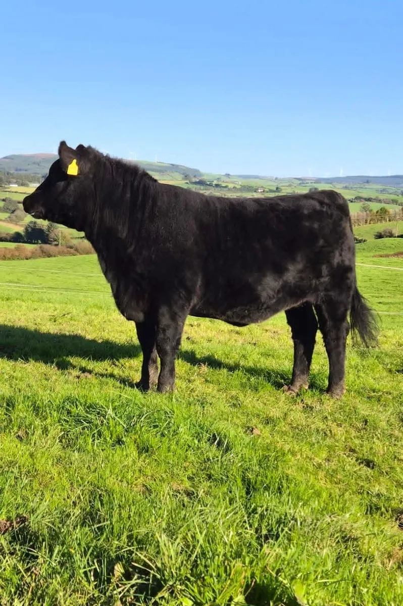 🔥 Angus Females🔥 - Image 2