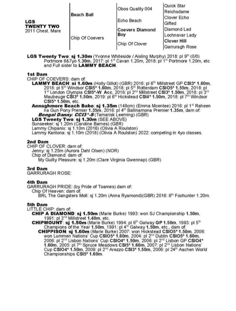 Palomino filly from 1.60 damline - Image 2