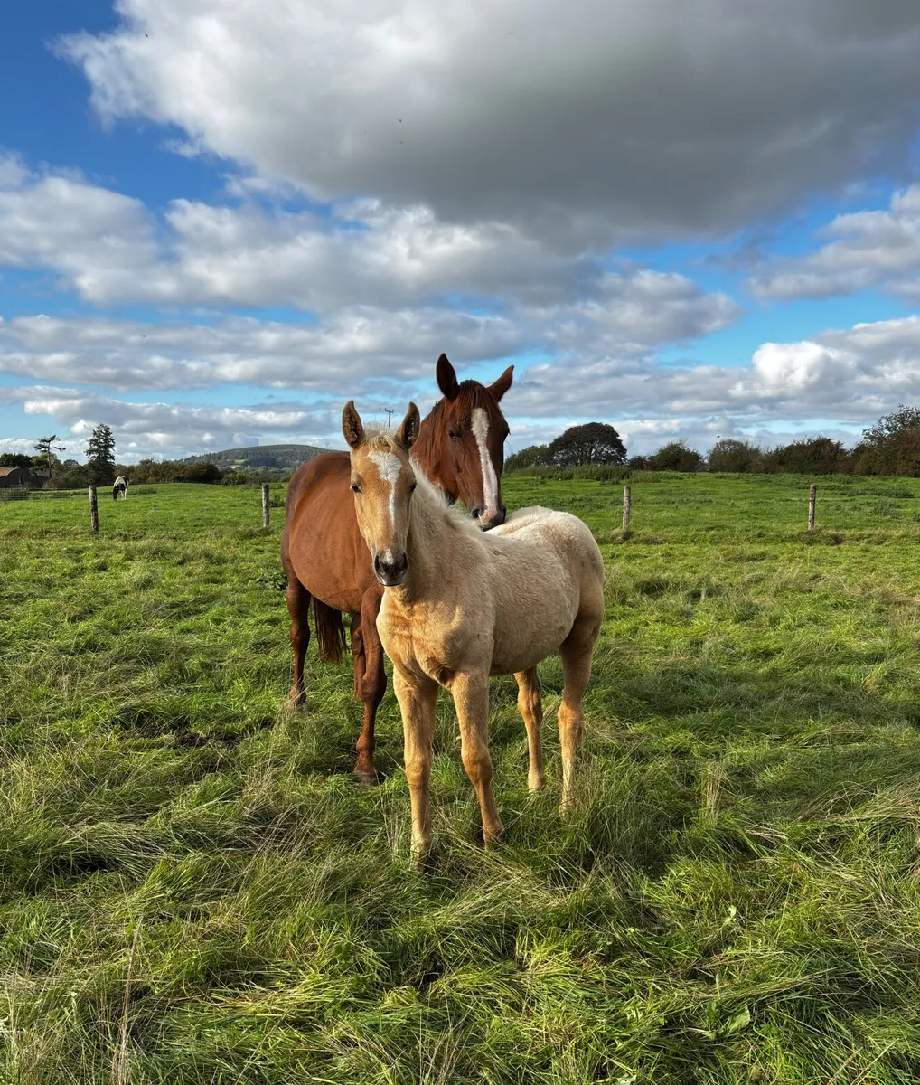 Palomino filly from 1.60 damline - Image 1