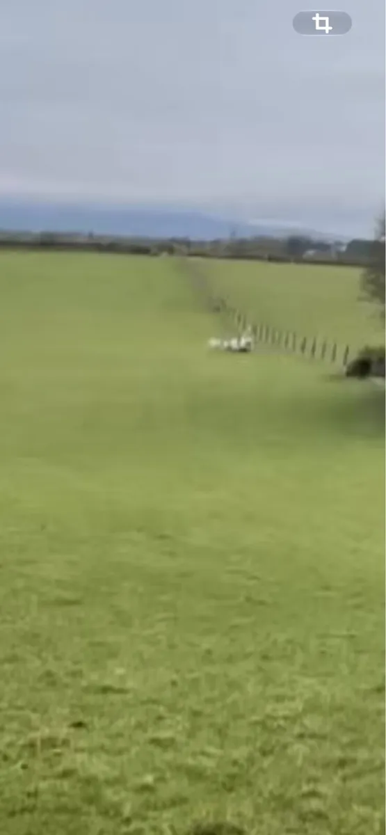 Wanted Sheep Grazing