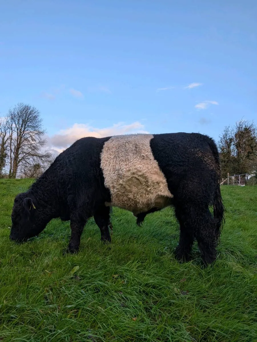 Belted Galloway bull - Image 2