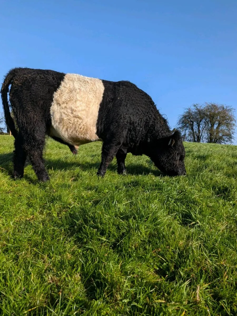 Belted Galloway bull - Image 1