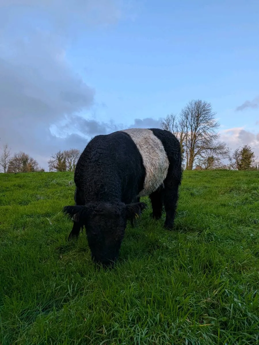 Belted Galloway bull - Image 3