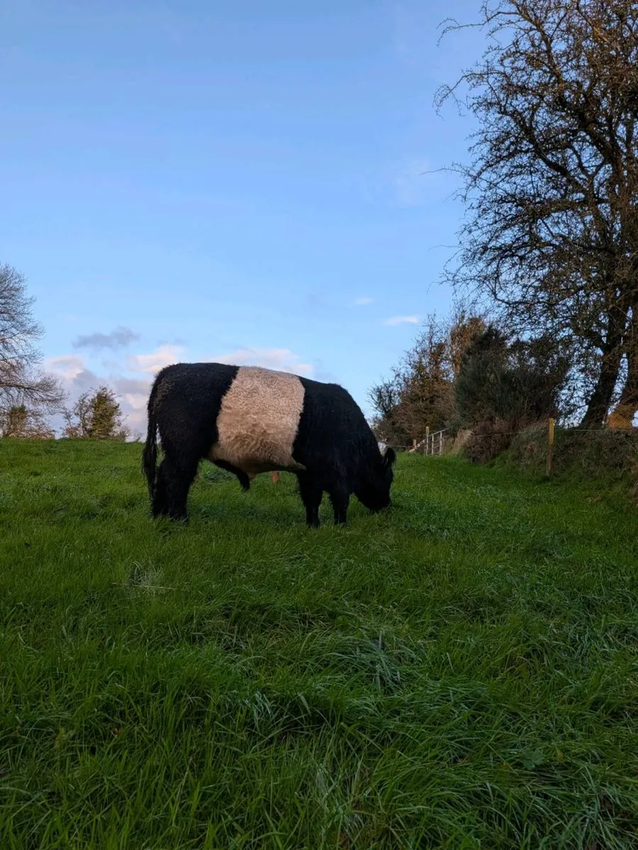 Belted Galloway bull - Image 4