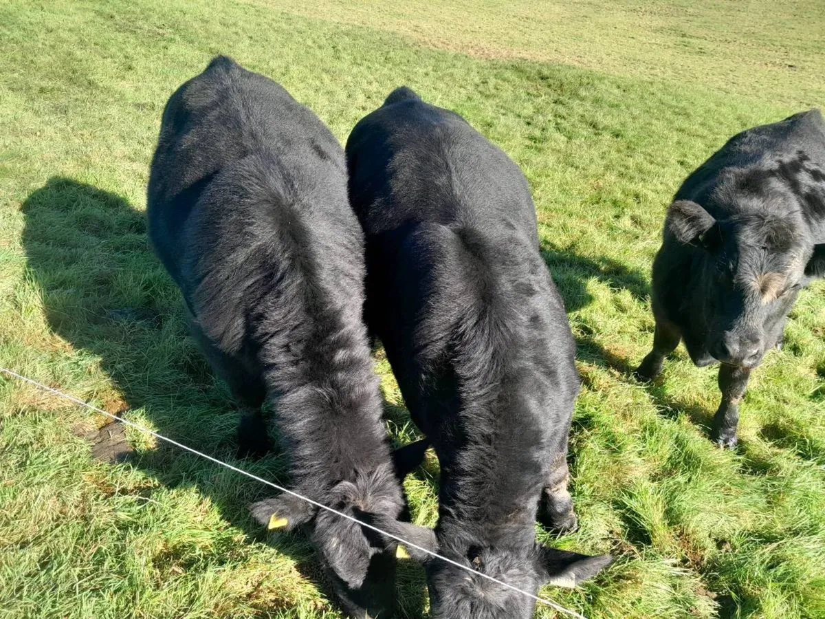 Purebred AA Bulls - Image 1