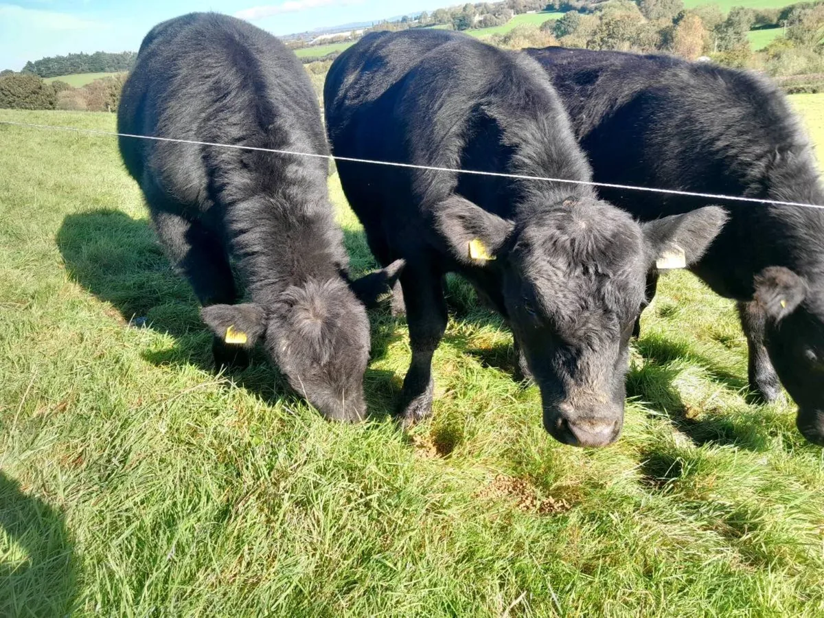 Purebred AA Bulls - Image 2