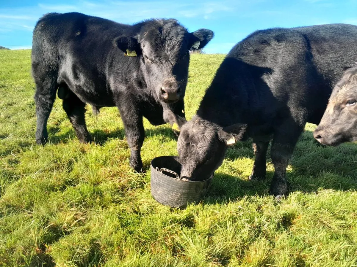 Purebred AA Bulls - Image 3