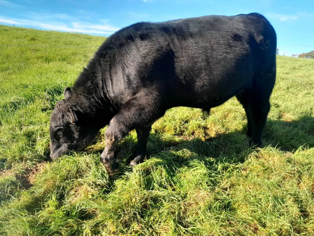 Purebred AA Bulls - Image 4