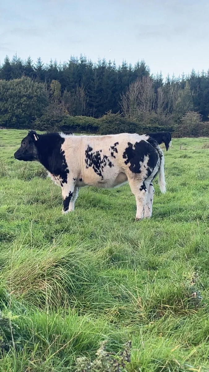 Show heifers - Image 1