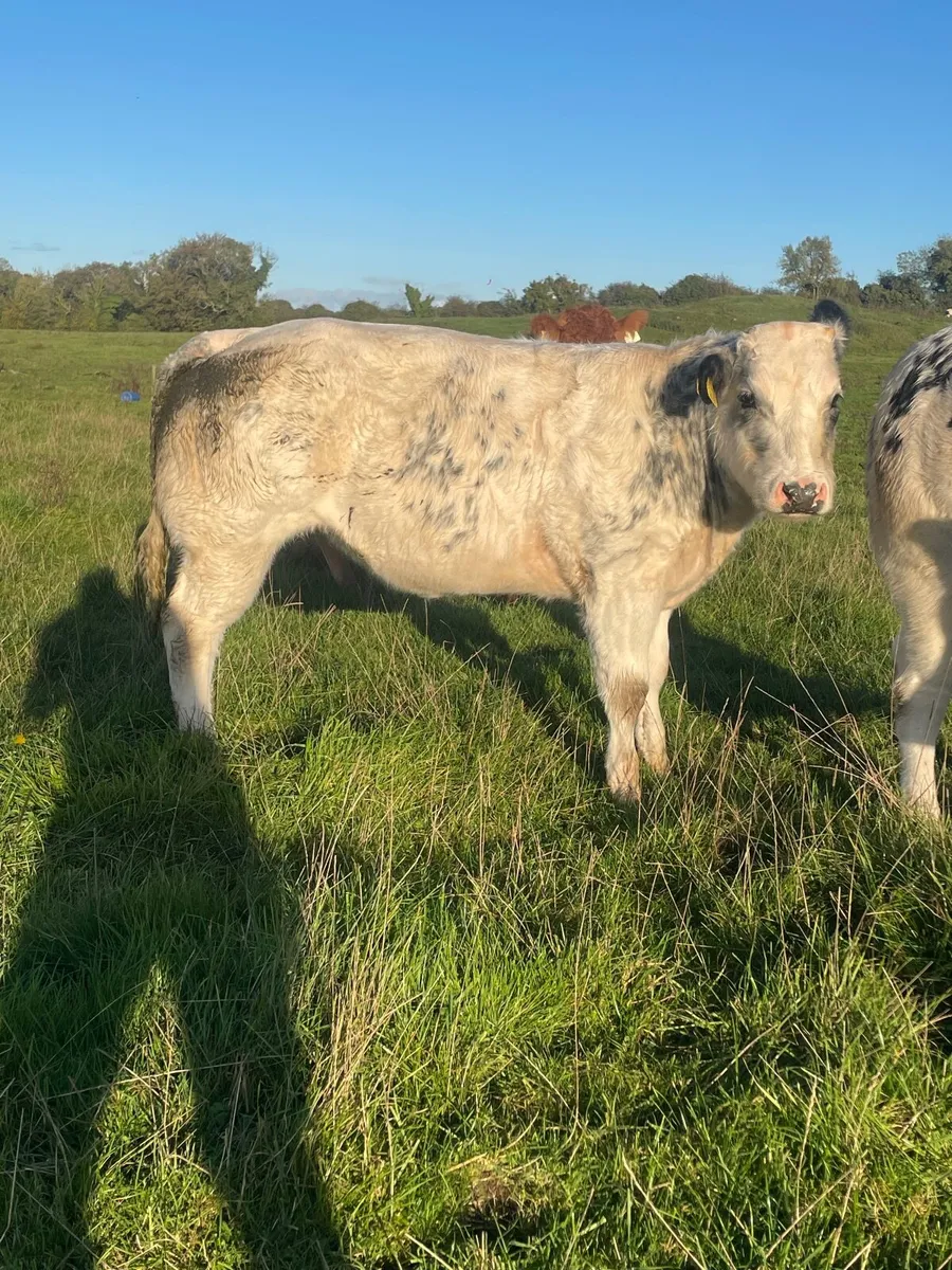 Show heifers - Image 4