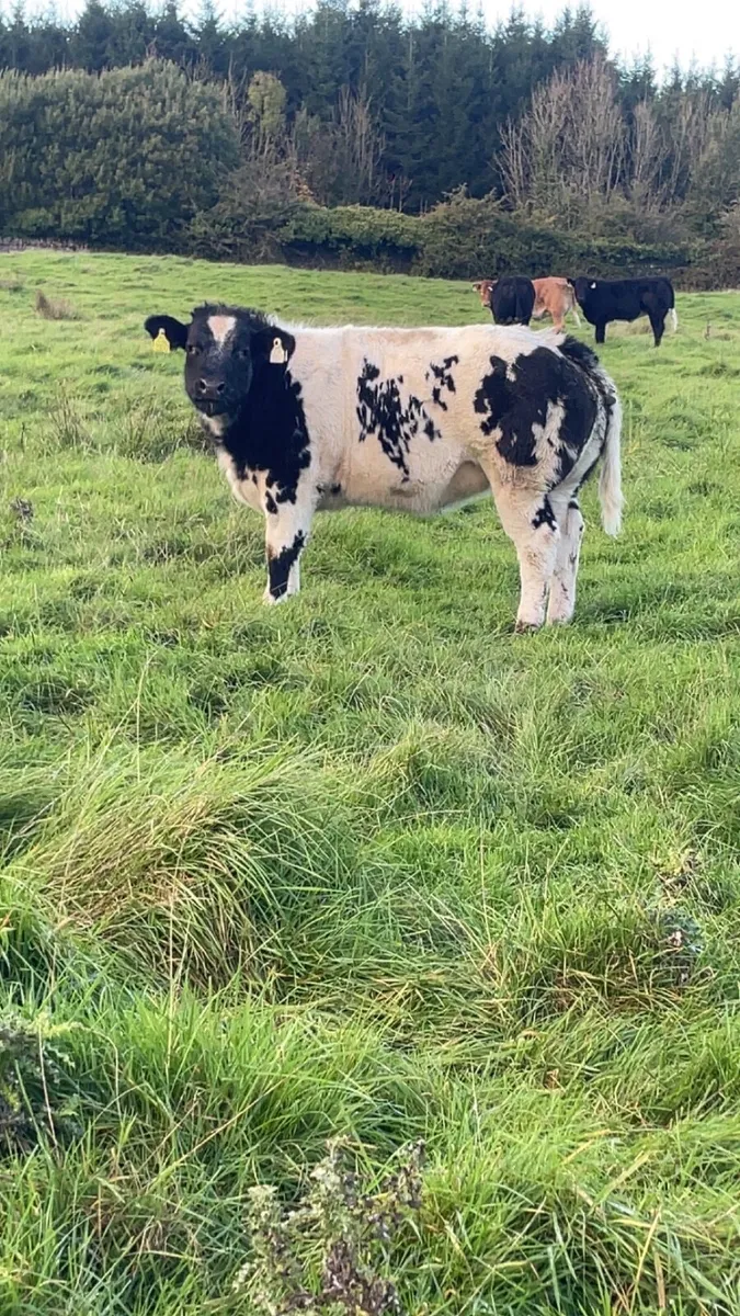 Show heifers - Image 2