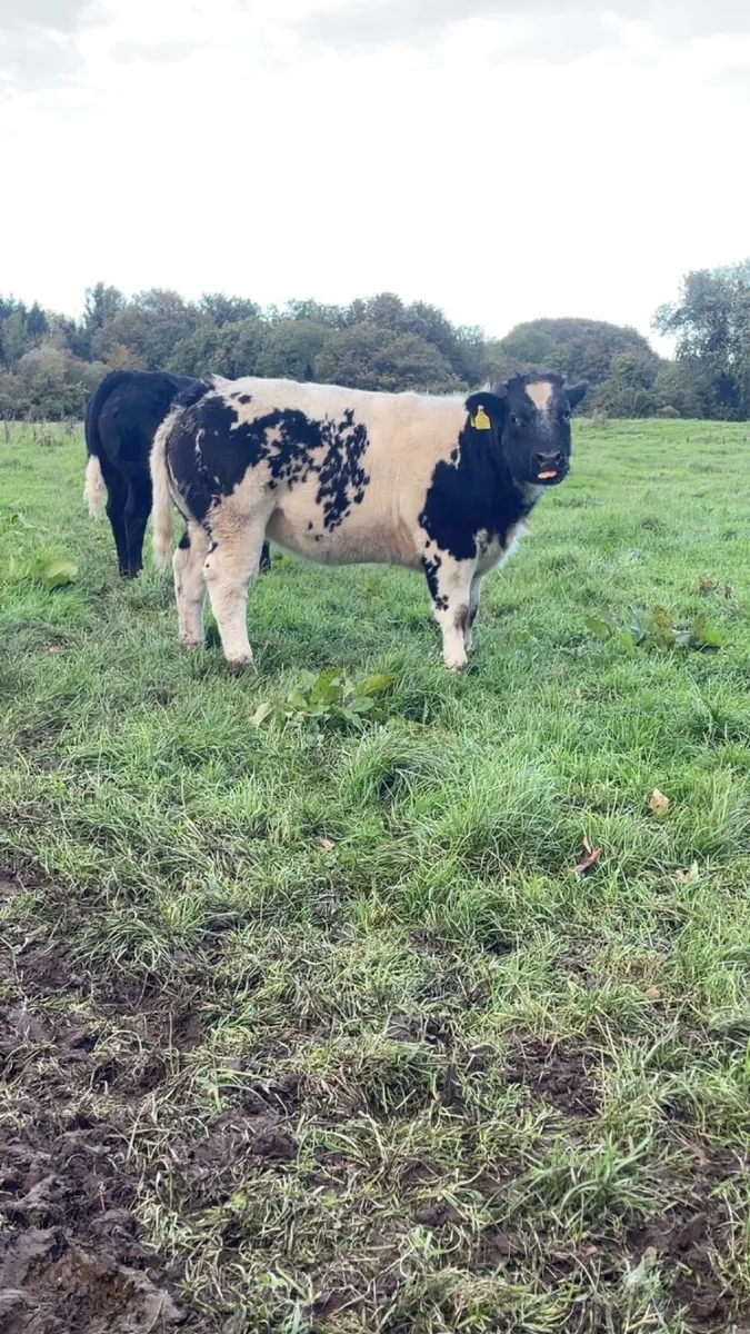 Show heifers - Image 3