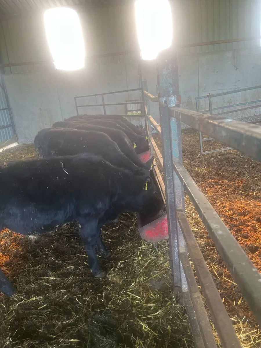 Weanlings - Image 2