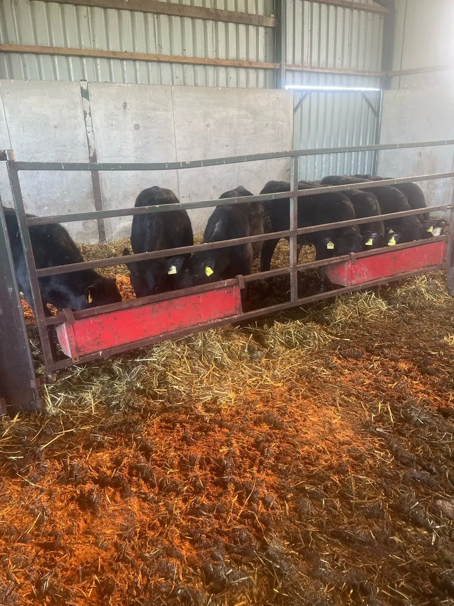 Weanlings - Image 1