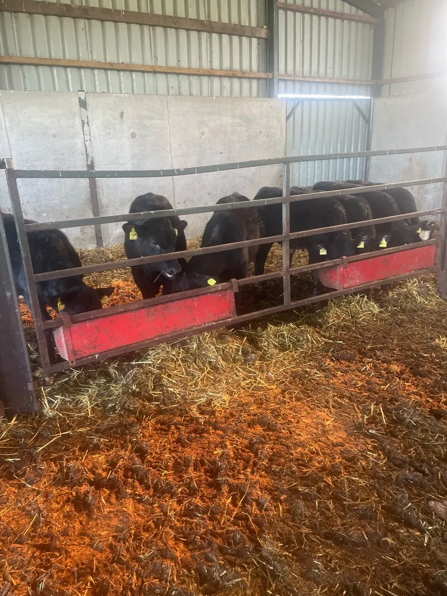 Weanlings - Image 4