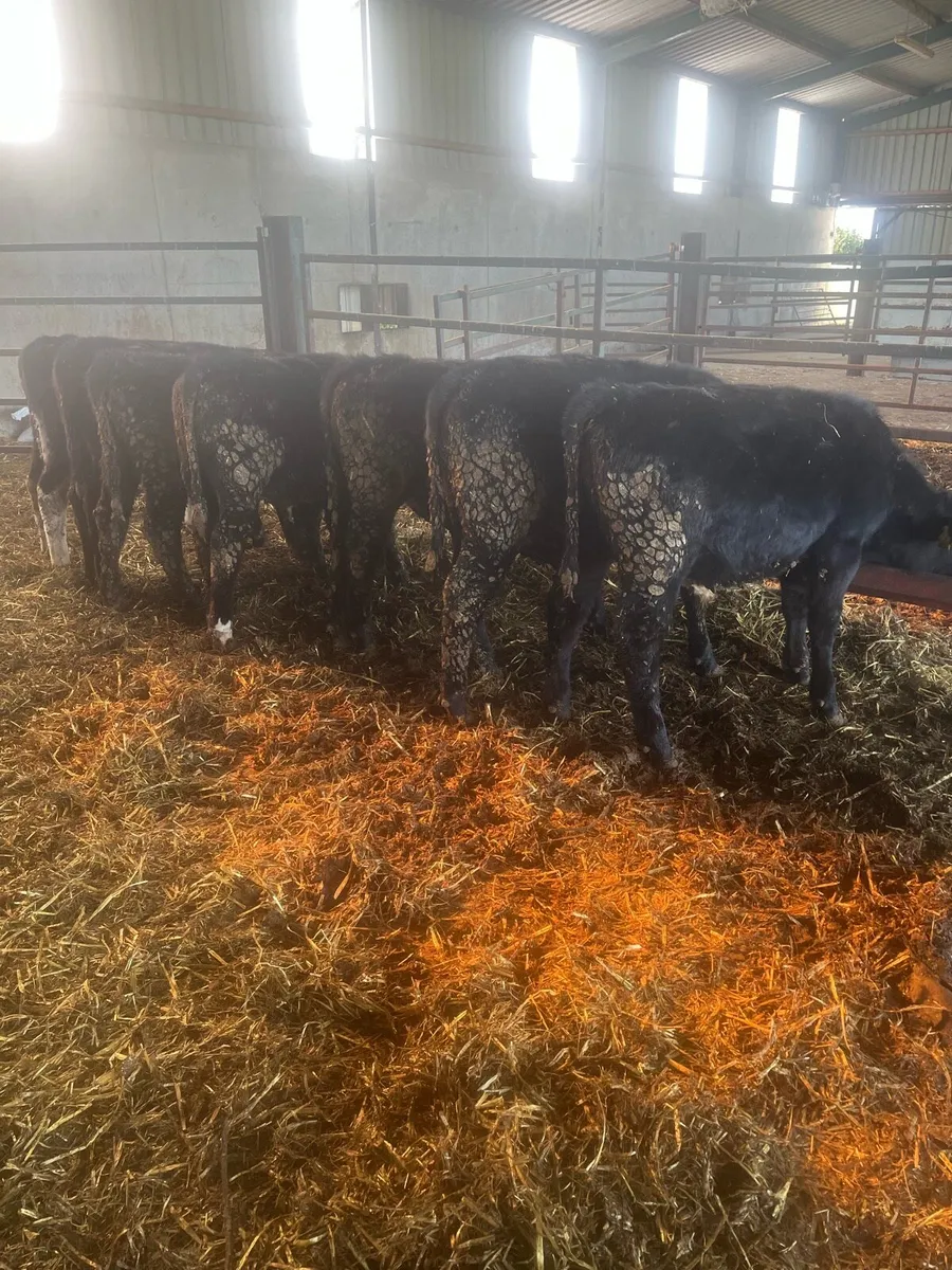 Weanlings - Image 3