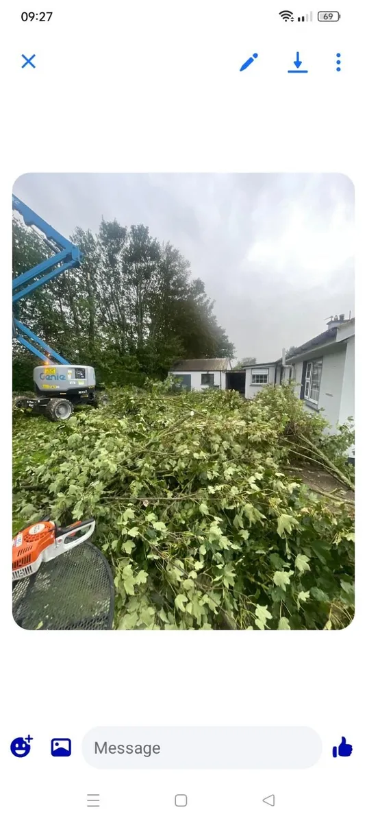 Tree care - Image 3