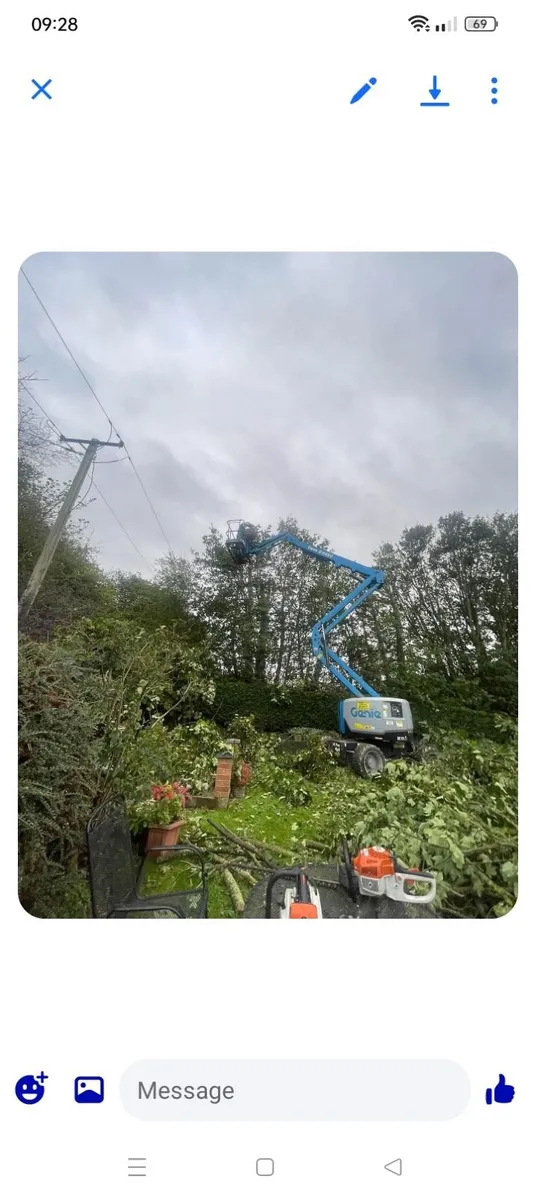 Tree care - Image 4