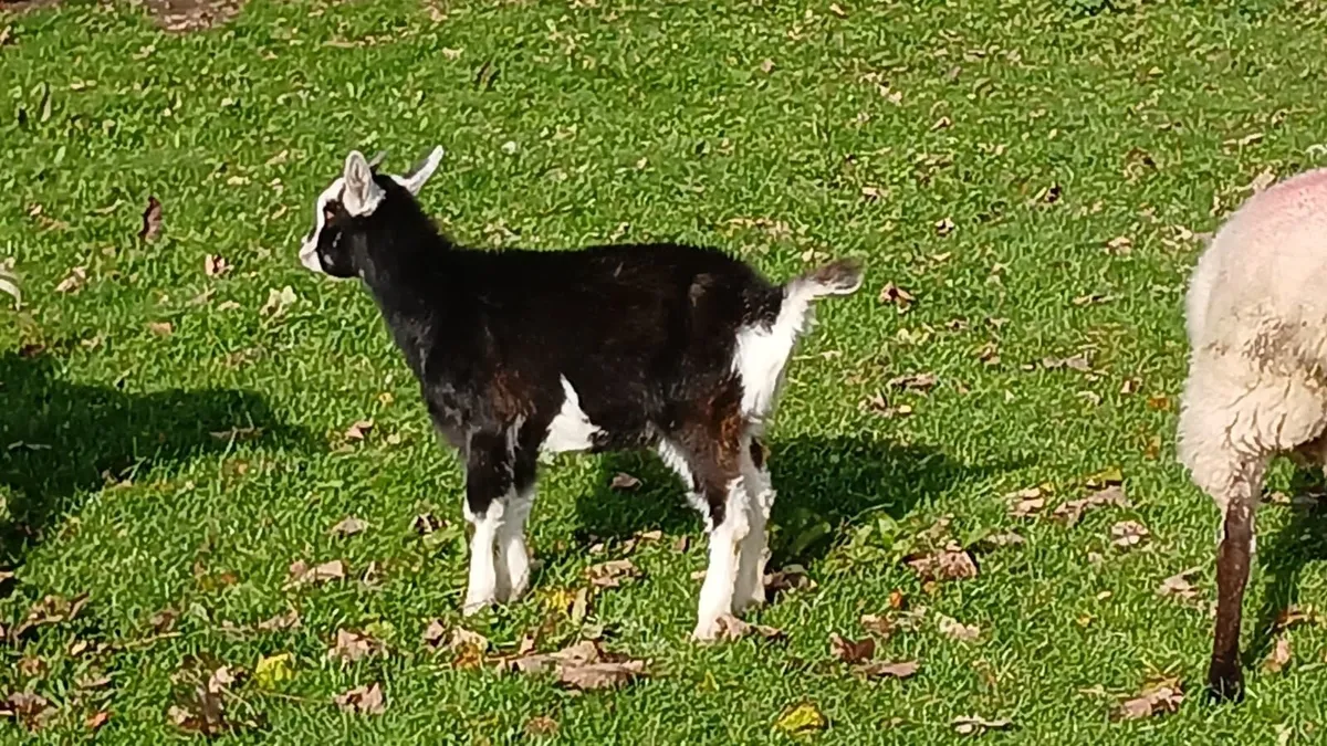 Goat - Image 1