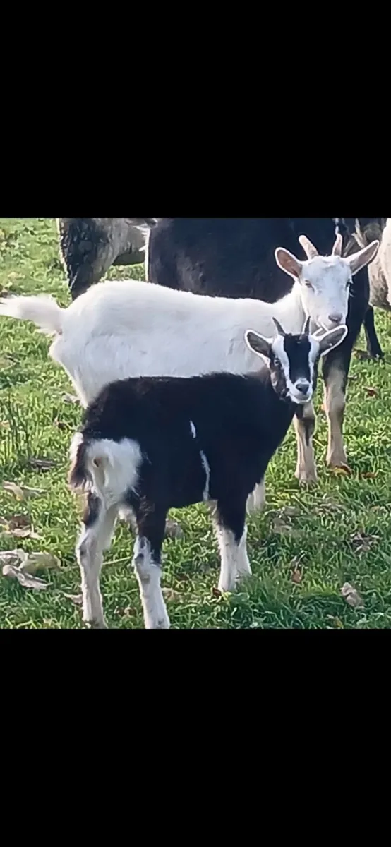 Goat - Image 2